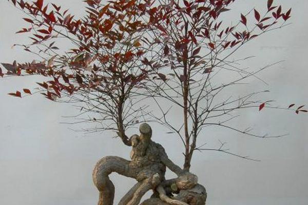 盆景南天竹怎么養(yǎng) 南天竹盆栽養(yǎng)殖方法與注意事項(xiàng)