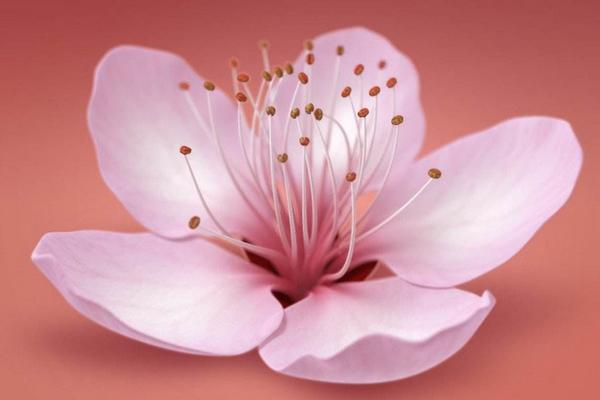 夢見桃花盛開有什么寓意 桃花運(yùn)是什么意思