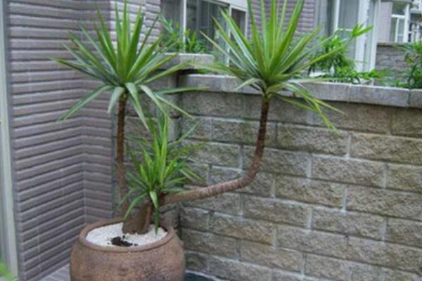 荷蘭鐵什么時(shí)候開花 荷蘭鐵要幾年才能開花