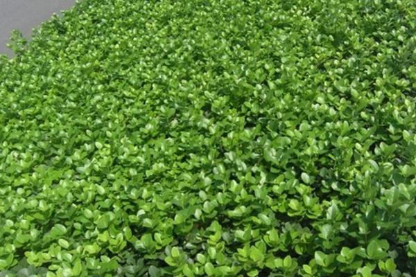 冬青樹市場價格多少錢一棵（15公分） 冬青如何種植