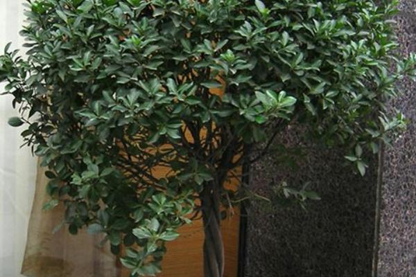 冬青樹市場價(jià)格多少錢一棵(15公分) 冬青如何種植