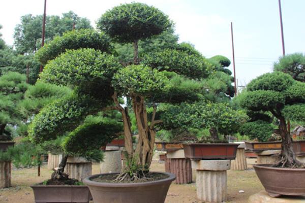 冬青樹市場價(jià)格多少錢一棵(15公分) 冬青如何種植