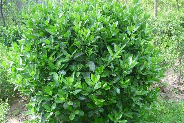 冬青樹市場價(jià)格多少錢一棵(15公分) 冬青如何種植