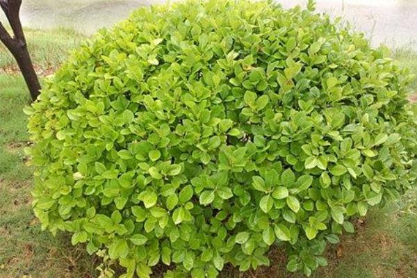 冬青樹市場價(jià)格多少錢一棵(15公分) 冬青如何種植