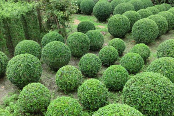 冬青樹市場價(jià)格多少錢一棵(15公分) 冬青如何種植