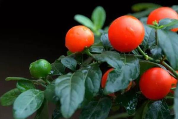 冬珊瑚和四季果的區(qū)別是什么  冬珊瑚的生長習性