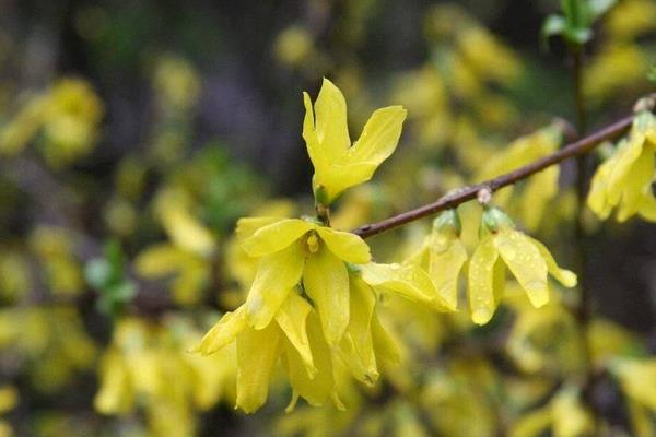假連翹與金露花的區別是什么  假連翹的生長習性