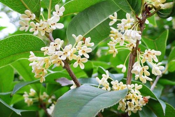 四季桂盆栽怎么澆水 盆景四季桂怎么施肥