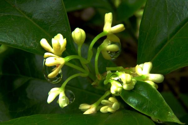 四季桂盆栽怎么澆水 盆景四季桂怎么施肥