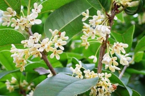 四季桂盆栽怎么澆水 盆景四季桂怎么施肥