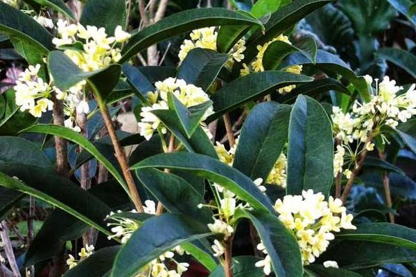 四季桂盆栽怎么澆水 盆景四季桂怎么施肥