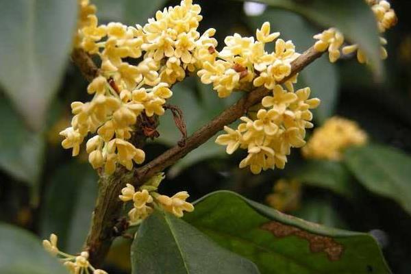 四季桂盆栽怎么澆水 盆景四季桂怎么施肥