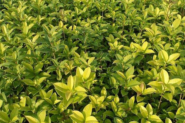 四季桂盆栽怎么澆水 盆景四季桂怎么施肥