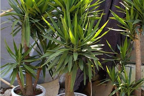 荷蘭鐵怎么養(yǎng) 荷蘭鐵養(yǎng)殖方法與注意事項(xiàng)