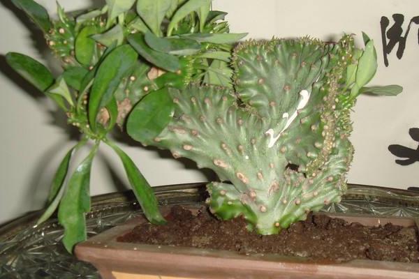 麒麟掌市場價格多少錢一盆  麒麟掌的養殖方法