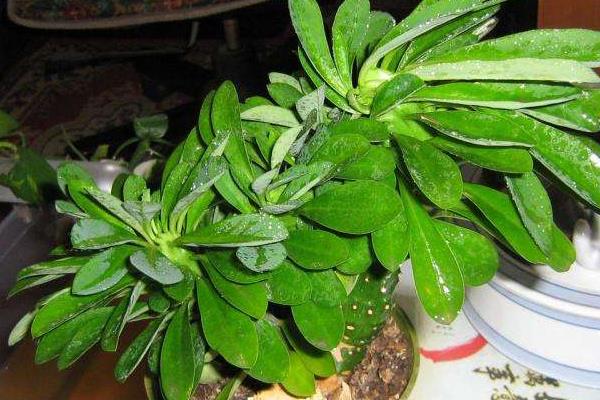 麒麟掌怎么澆水(多久澆一次) 麒麟掌怎么施肥