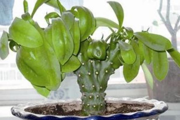 麒麟掌怎么澆水(多久澆一次) 麒麟掌怎么施肥