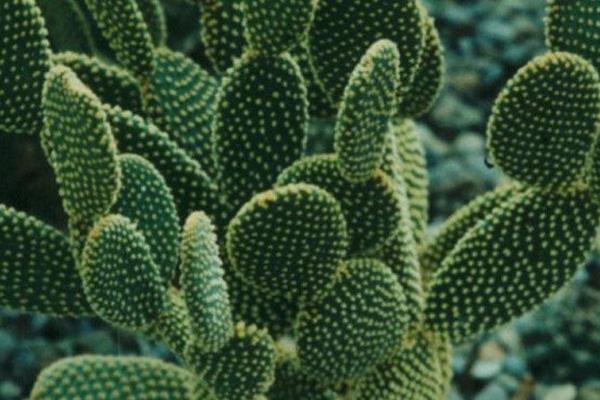 麒麟掌怎么澆水(多久澆一次) 麒麟掌怎么施肥