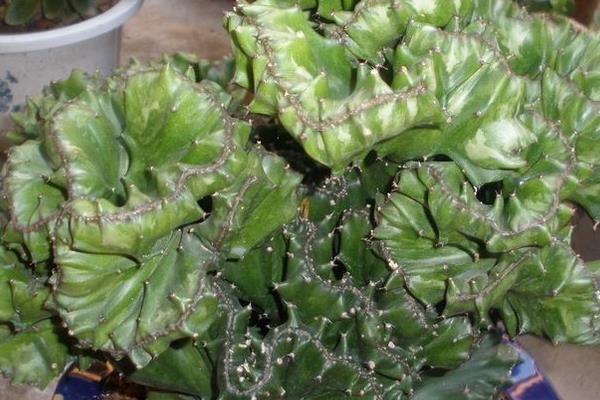 麒麟掌怎么澆水(多久澆一次) 麒麟掌怎么施肥