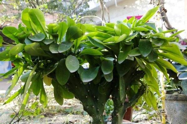 麒麟掌怎么澆水(多久澆一次) 麒麟掌怎么施肥