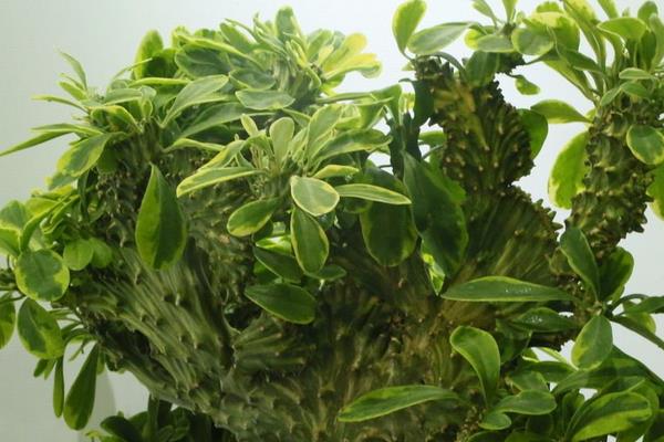 麒麟掌怎么澆水(多久澆一次) 麒麟掌怎么施肥