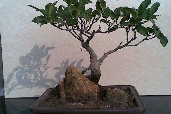 人參榕怎么養 人參榕養殖方法與注意事項