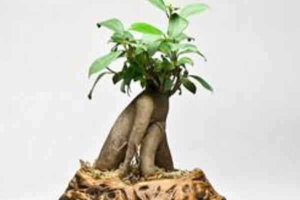 人參榕怎么養 人參榕養殖方法與注意事項