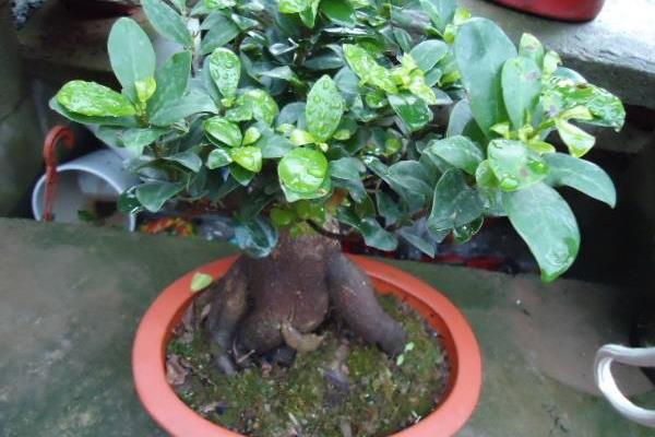 人參榕怎么養 人參榕養殖方法與注意事項