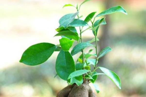 人參榕怎么養 人參榕養殖方法與注意事項