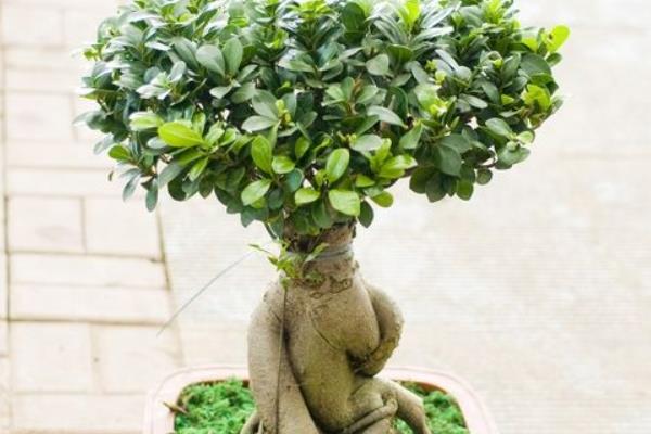 人參榕怎么養 人參榕養殖方法與注意事項