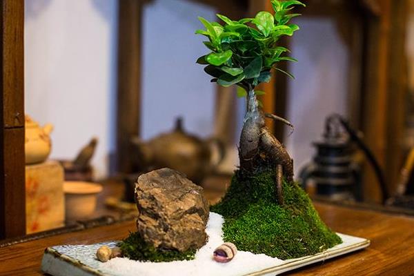 人參榕怎么養 人參榕養殖方法與注意事項