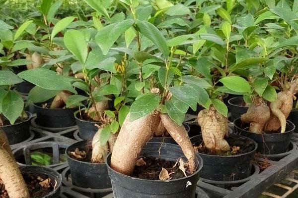 人參榕怎么養 人參榕養殖方法與注意事項