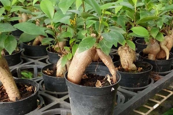 人參榕盆景市場價格多少錢一盆  人參榕盆栽管理方法