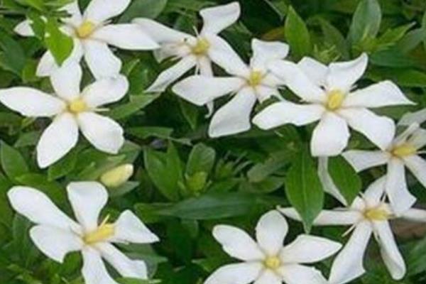 小葉梔子什么時(shí)候開(kāi)花（花期是幾月） 小葉梔子一年開(kāi)幾次花