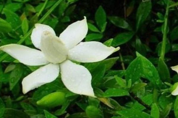 小葉梔子葉子發(fā)黃怎么辦 小葉梔子怎么澆水（多久澆一次）