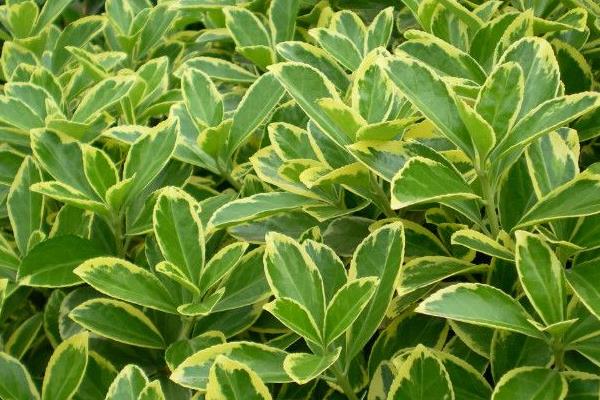 黃楊盆景怎么制作 黃楊盆景怎么造型好看