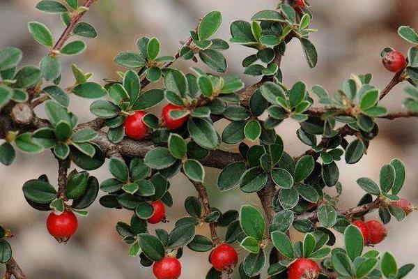 黃楊樹種門口對風水有什么作用  黃楊的植物風水特性