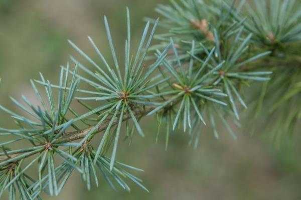 雪松圖片大全 雪松的寓意 贊美雪松的詩句有哪些
