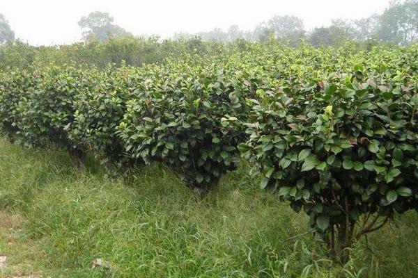 四季桂葉子發黃怎么辦 四季桂掉葉子解決方法