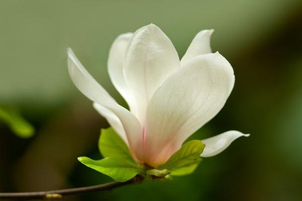 玉蘭花怎么澆水（多久澆一次） 玉蘭花怎么施肥