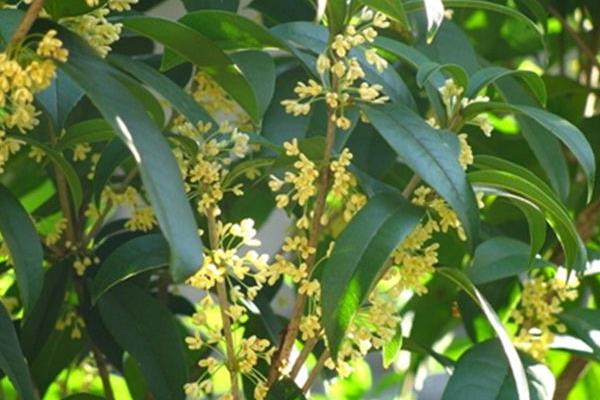 四季桂適合室內養殖嗎 四季桂有毒嗎