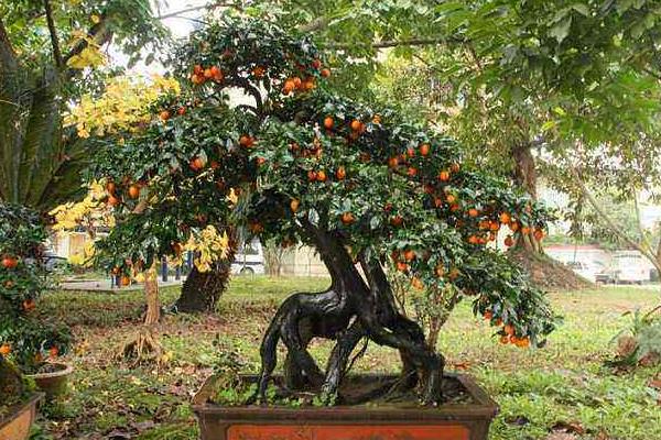 盆景金彈子怎能養 金彈子盆栽養殖方法與注意事項
