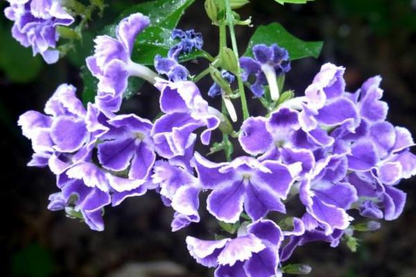 假連翹和連翹的區別是什么 假連翹的作用