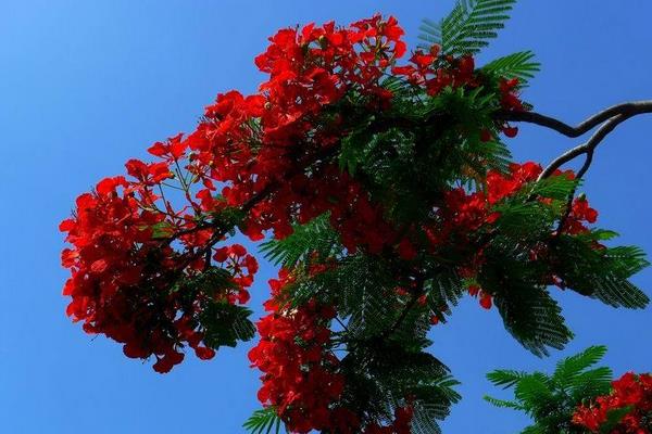 鳳凰木怎么種 鳳凰木種植方法與注意事項