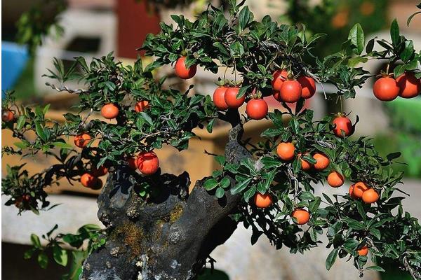 金彈子有毒嗎 金彈子果實能吃嗎