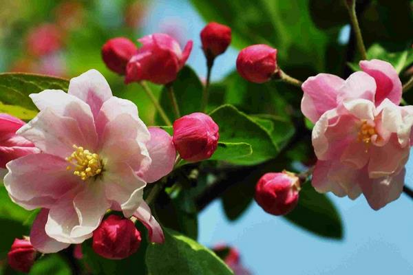 西府海棠樹市場價格多少錢一棵 西府海棠盆景制作