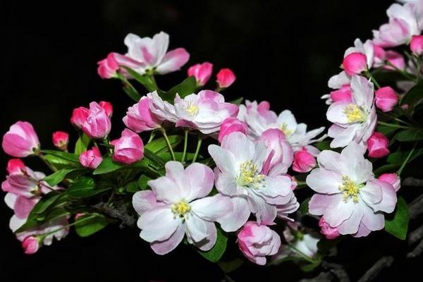 西府海棠和垂絲海棠的區(qū)別是什么  西府海棠怎么種