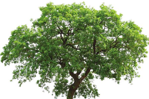 橡樹種子市場價格多少錢一斤 橡樹種子怎么種