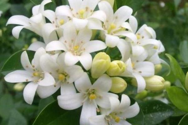 夜來香圖片大全 夜來香花語及寓意