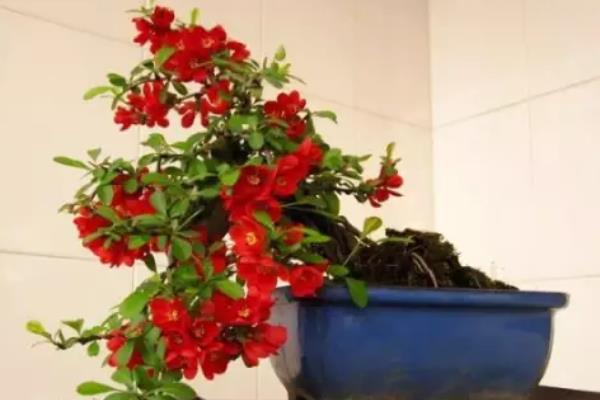 西府海棠樹市場價格多少錢一棵 西府海棠盆景制作